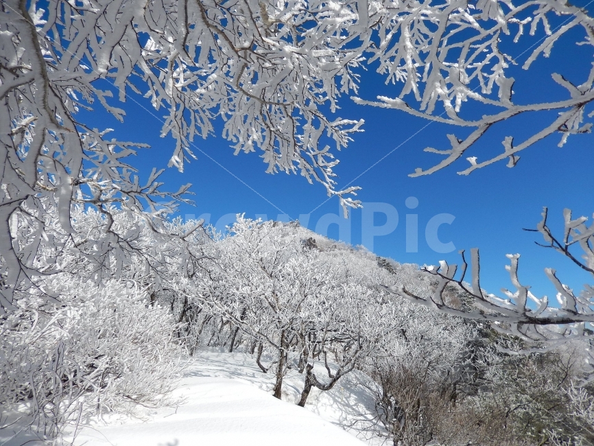 소백산,눈꽃풍경,상고대,겨울풍경,국립공원,겨울동화,힐링,감성,아름다움,뷰티풀,설국,눈풍경,파란하늘,100대명산,겨울명산,설경,서리꽃,영동,snow,landscape,눈,화이트,자연,신비로운,경이로운,천상,비경,치유,산,명산,겨울,계절,winter,season,자연,풍경,nature,landscape,한국자연풍경,한국자연경관,korea nature landscape,식물,plants,나무,trees,wood,outdoors,옥외,ice,얼음