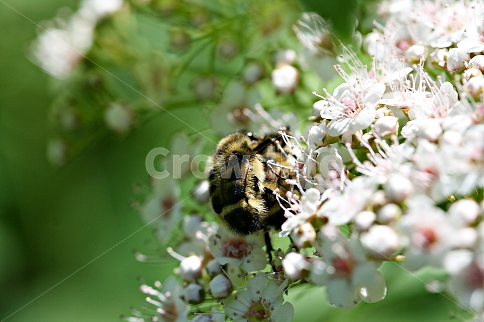 곤충,꽃,식물,화단,야외,봄꽃,bee,벌,animal,동물,invertebrate,무척추 동물,insect,honey bee,꿀벌