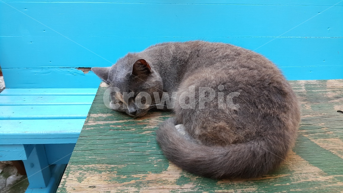 animal,동물,고양이,잠,cat,sleep,동물,animal,포유류,mammal,고양이,cat,kitten,kitty