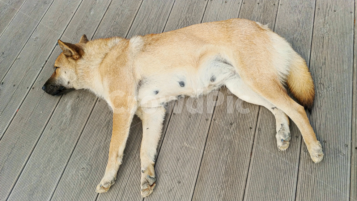 개,황구,잠자는개,나무바닥,dog,동물,animal,포유류,mammal,개,강아지,dog,doggy