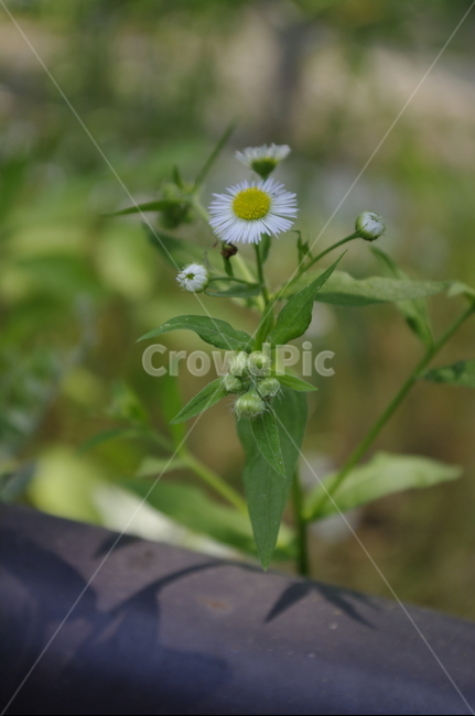 개망초,꽃,flower,식물,plant,자연