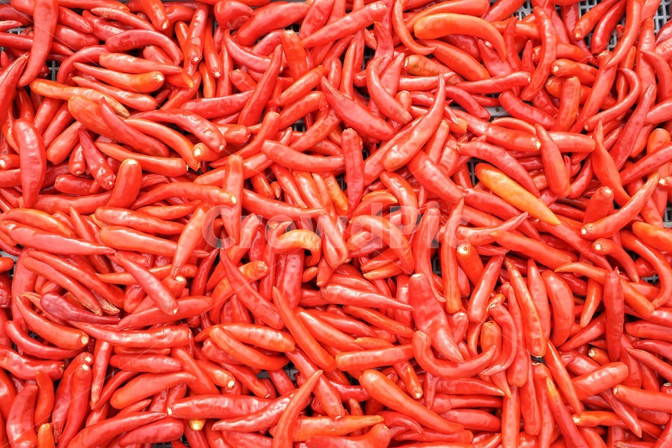 고추,매운맛,비타민,붉은색,채소,pepper,chili,chilipepper,hottaste,vitamin,greens,vegetable,양념재료,매콤,농산물,빨강색,양념,매움,건조,수확,농사,음식재료,김치양념,김장재료,고춧가루,식재료,태양초,고추말리기,말린고추,빨간고추,홍고추,hotpepper,음식,식재료,요리,food,cook,meal,dishes,food reserves,채소,야채,vegetables
