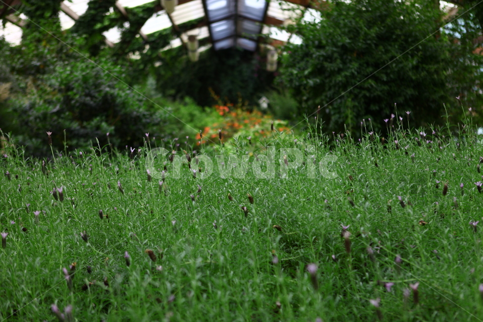연천허브마을,여름,꽃,허브,풍경,식물,자연,plants,nature,꽃,flower