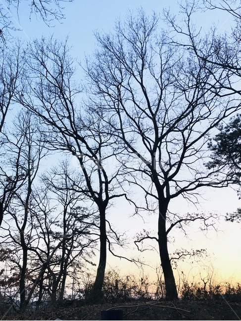 나무,자연,숲,하늘,앙상한가지,겨울나무,석양,자연,풍경,nature,landscape,tree,plant,식물,tree trunk,나무 줄기