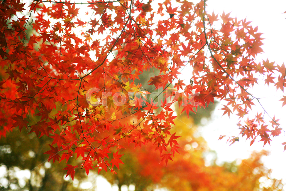 풍경,단풍,가을,자연,계절,붉은색,가을,계절,fall,autumn,season,plant,식물,leaf,잎,tree,나무,maple