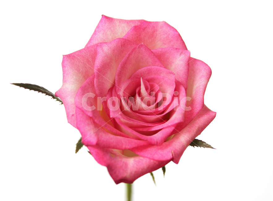 꽃,장미,장미꽃,핑크,생화,rose,flower,pink,신선한,식물,사랑,로맨스,love,romantic,roseflower,fresh,plant,흰배경,꽃,flower,누끼,remove background