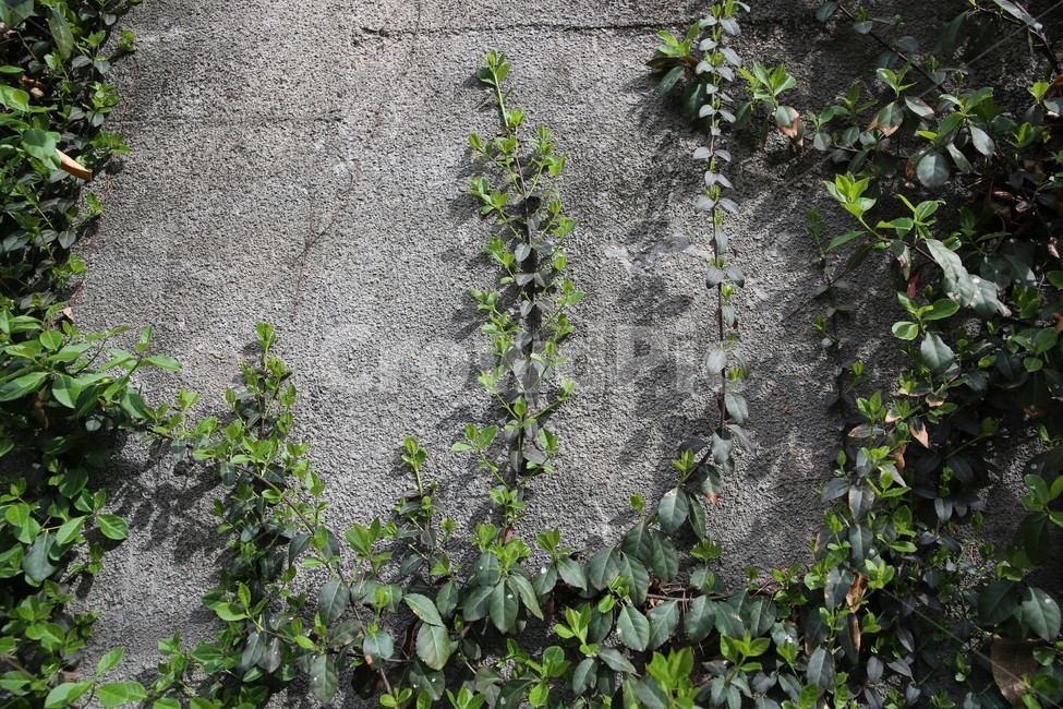 꽃,봄,일상,풍경,감성,계절,spring,season,식물,자연,plants,nature,flower,담쟁이,넝쿨,잎,잎사귀,벽면,회색,녹색,식물,자연,plants,nature