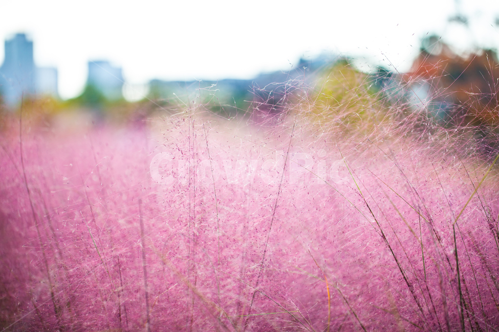 핑크뮬리,식물,꽃,조경,벼목과,속씨식물,가을,계절,fall,autumn,season,plant,grass,잔디