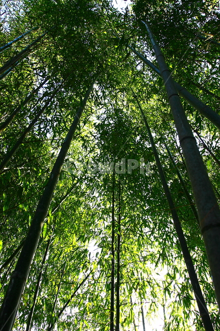 대나무,대나무숲,담양,죽녹원,자연,풍경,햇살,녹색,숲,대나무잎,나뭇잎,nature,tree,trees,landscape,자연,풍경,nature,landscape,plant,식물,bamboo