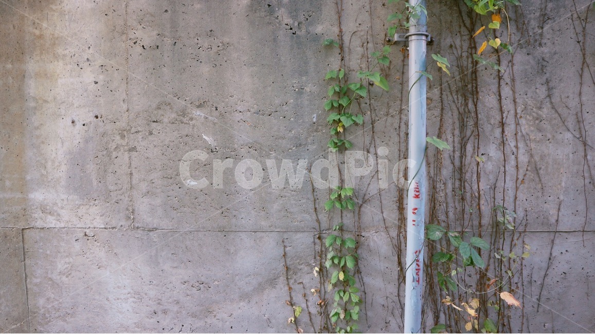 plant,식물,담쟁이,벽,wall