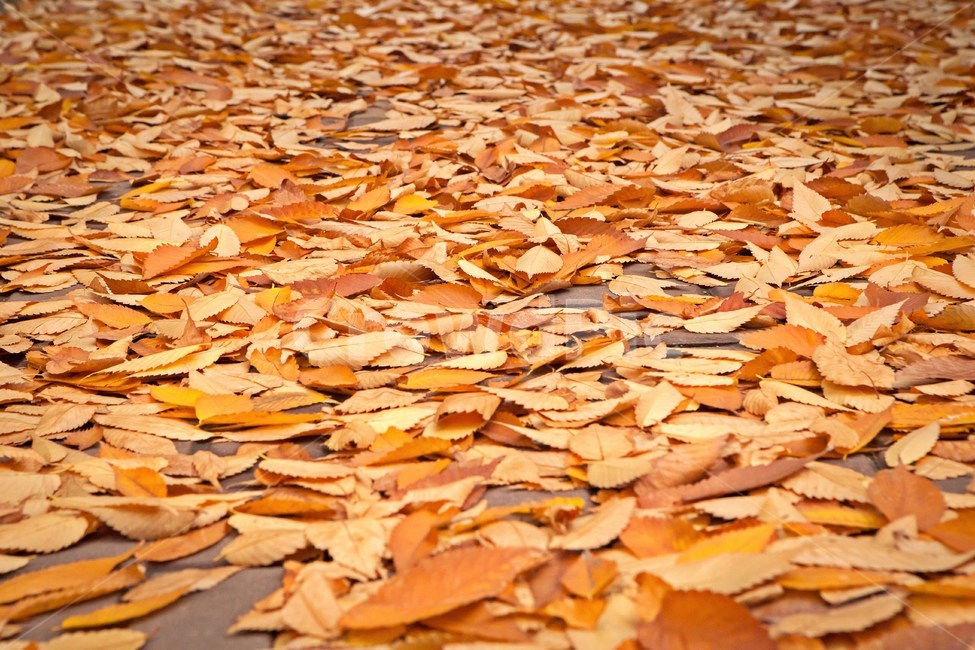 가을,낙엽,느티나무낙엽,느티나무잎,나뭇잎,가을색,fall,leaves,fallenleaves,autumn,가을,계절,fall,autumn,season,ground,바닥,plant,식물,leaf,잎,food,음식