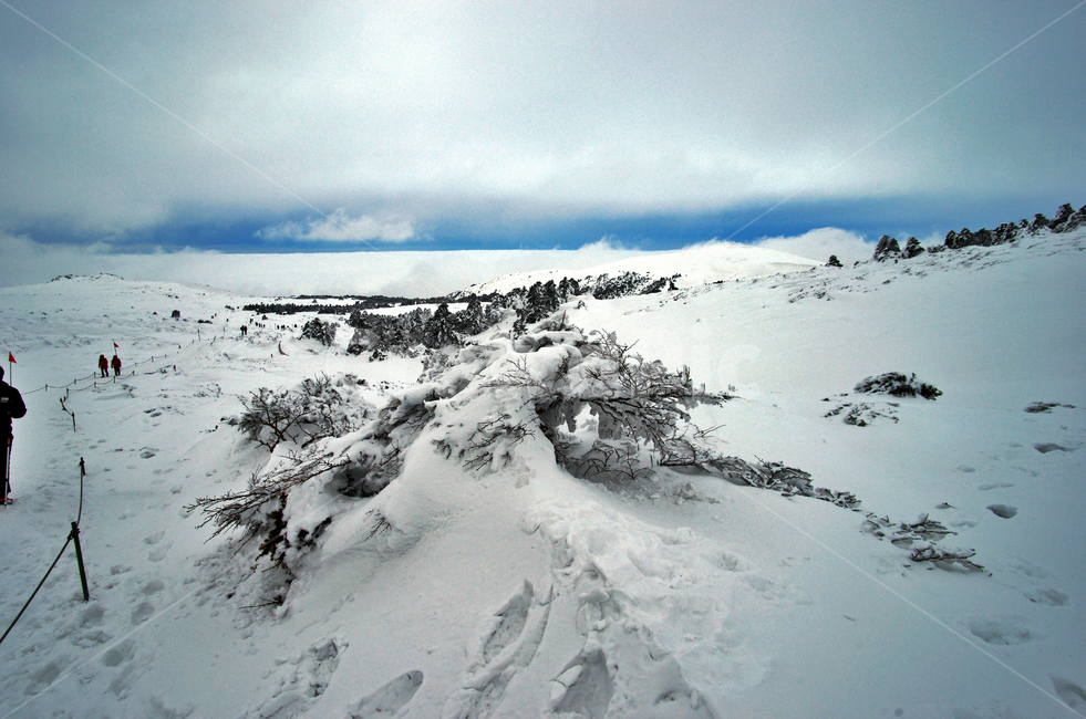 겨울산,한라산,설경,제주도,눈,설목,설화,한라산설경,겨울,계절,winter,season