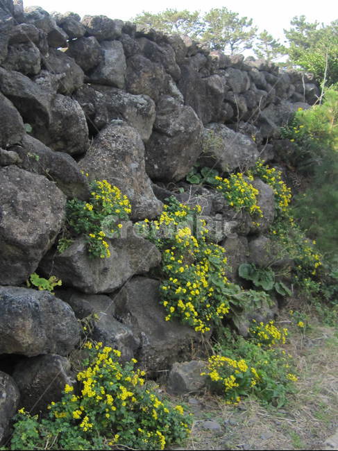 제주도,돌담,전통,제주도돌담,힐링,제주도,jeju,jeju island,plant,식물,blossom,꽃,flower,apiaceae,양봉장과
