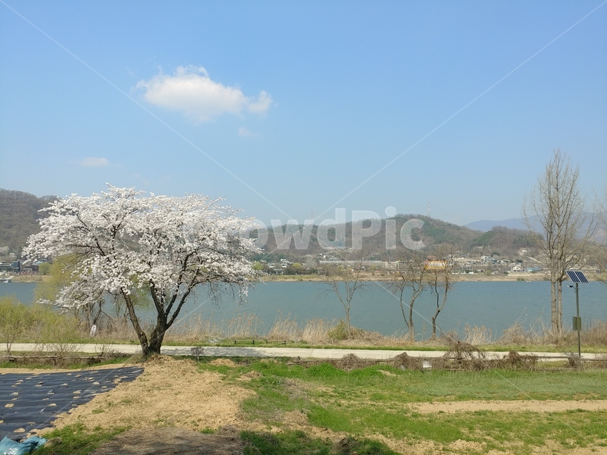 벚꽃,나무,하늘,봄,강,봄,계절,spring,season,자연,풍경,nature,landscape,plant,식물