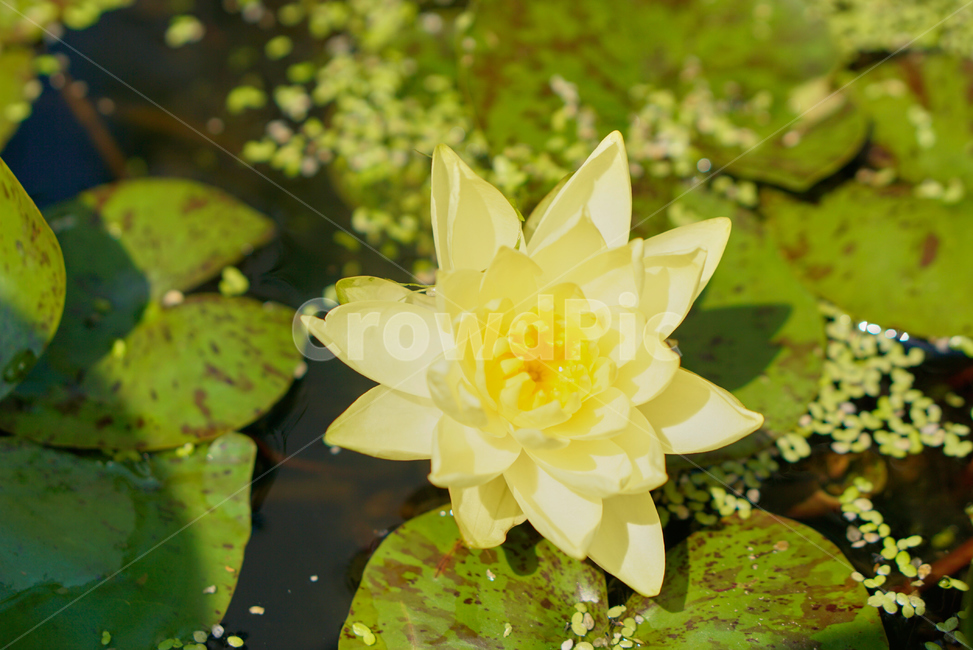 연꽃,노란연꽃,화분,식물,생화,flower,plant,Lotus,수련,Yellowlotus,nature,자연,연잎,꽃잎,yellowflower
