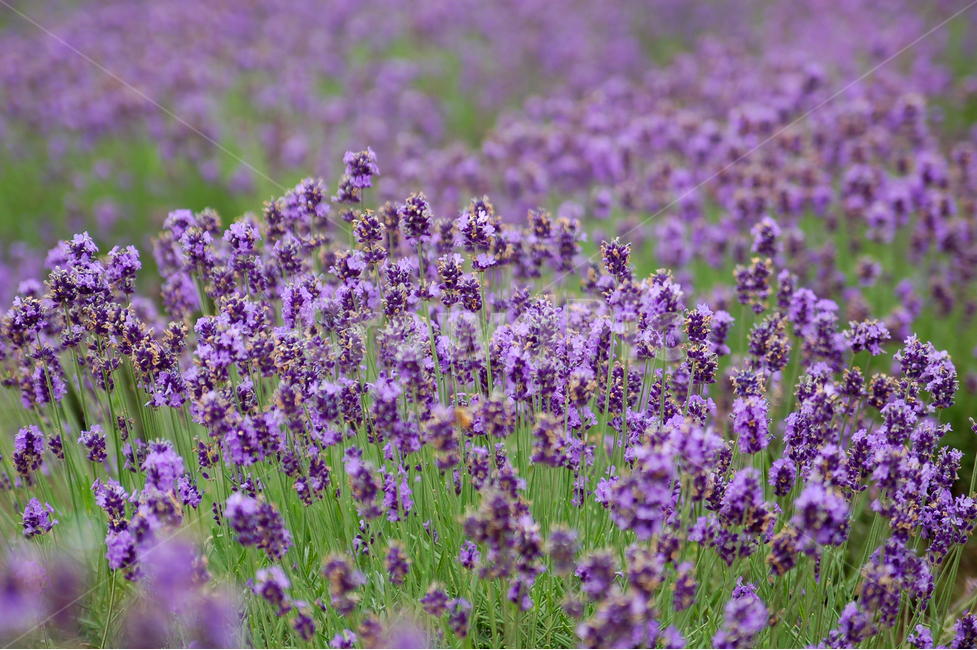 pattern,flower garden,herbal scent,flower,Herb,horticulture,plant,lavender flower,purple,lavender