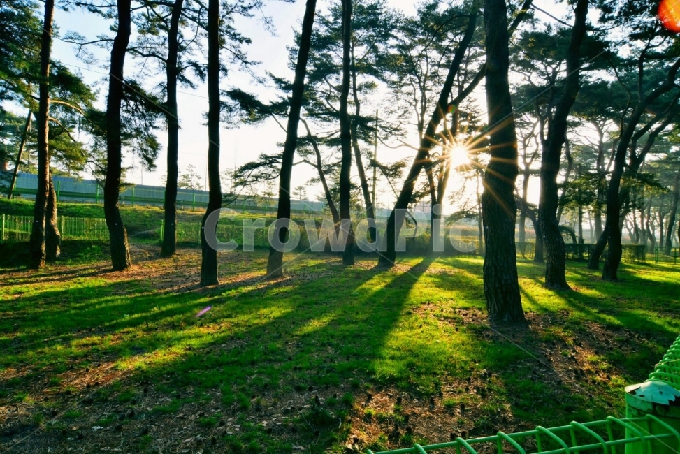 빛내림,송림,자연,아침햇살,빛,숲,풍경,nature,landscape,식물,plants,나무,trees,wood,휴식,힐링,rest,relaxation,healing,아침,눈부신,날씨,계절,따듯한,자연,풍경,nature,landscape,한국자연풍경,한국자연경관,korea nature landscape,식물,plants,나무,trees,wood,휴식,힐링,rest,relaxation,healing,sunlight,햇빛,flare,플레어,light