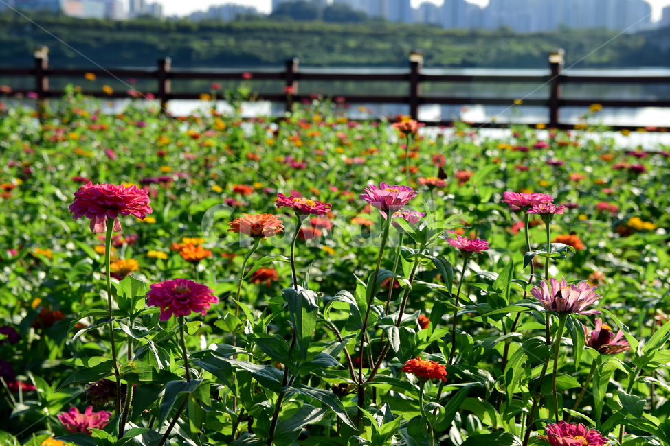 백일홍,꽃,식물,플라워,꽃잎,강,한강,백일초,flower,blossom,plants,river,fence,식물,자연,plants,nature,꽃,flower