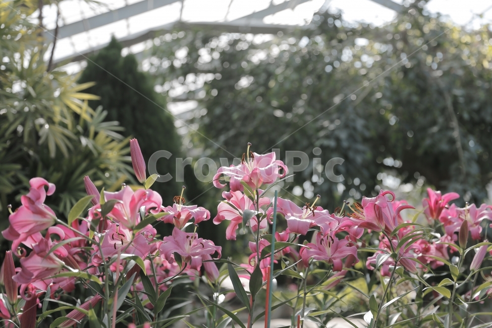 필름,필름사진,풍경,경치,꽃,landscape,flower,감성,감성사진,느낌,식물,자연,plants,nature,꽃,flower