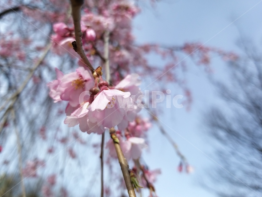 plant,식물,blossom,꽃,flower