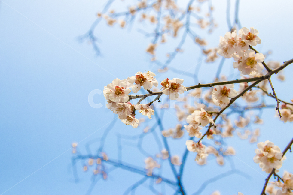 매화,꽃,자연,봄꽃,식물계절,plants,nature,spring,season,flower,나무,tree,봄,한국,korea,봄,계절,spring,season,식물,자연,plants,nature,꽃,flower,plant,blossom