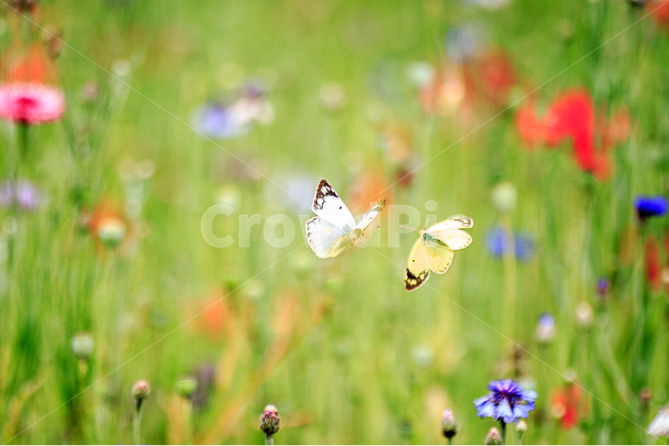 자연,꽃,나비,사랑,날개짓,식물,자연,plants,nature,꽃,flower,동물,animal,곤충,벌레,insect,bug,감성,sensible,feeling