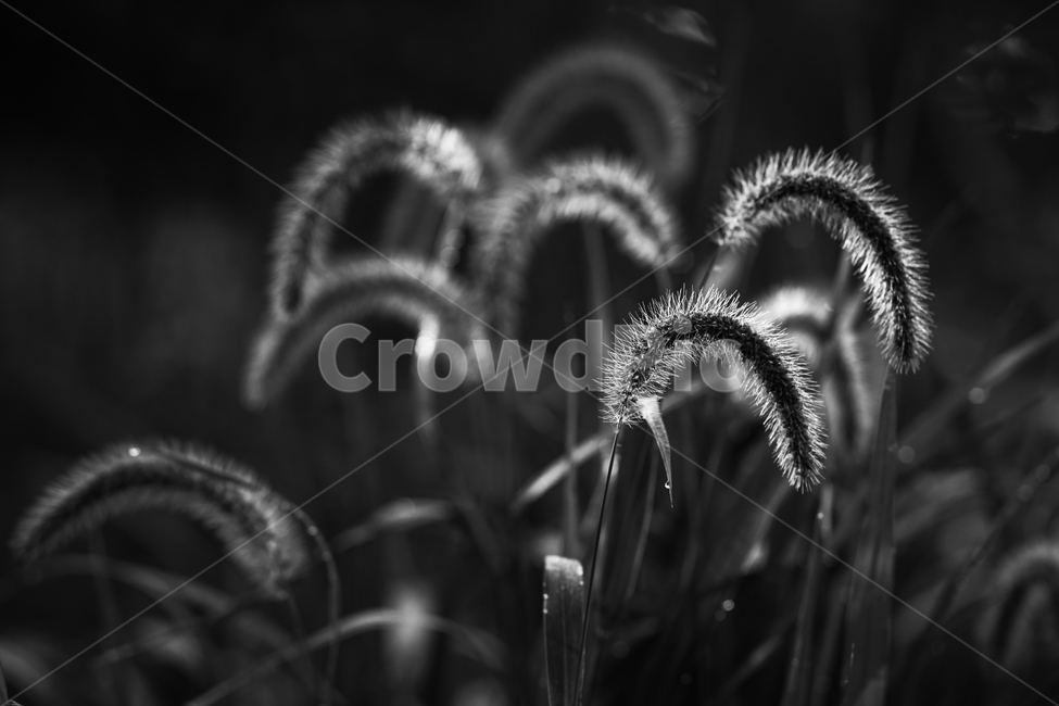 꽃,강아지풀,강아지풀꽃,야생,들꽃,식물,식물,자연,plants,nature,흑백,모노톤,monochrome,black and white