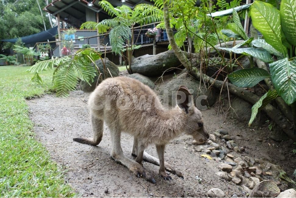 wallaby,왈라비,animal,동물,kangaroo,캥거루,mammal,포유류