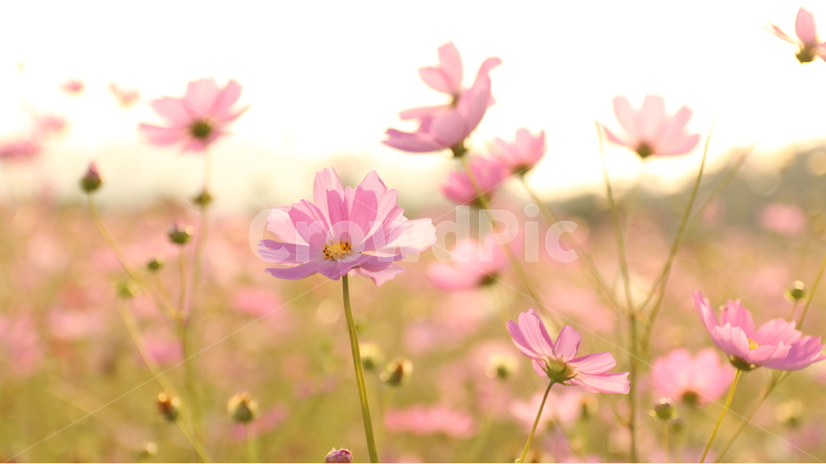 코스모스,cosmos,꽃,flower,분홍색,분홍,흰색,화이트,핑크,pink,white,color,코스모스꽃,예쁜,pretty,beautiful,아름다운,한해살이풀,꽃밭,flowergarden,가을,autumn,fall,가을,계절,fall,autumn,season,식물,자연,plants,nature,꽃,flower,plant,daisy,데이지,daisies,blossom