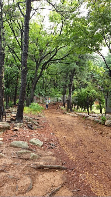 자연,숲,숲길,나무,흙,푸른숲,tree,계곡,nature,outdoors,산길,등산길