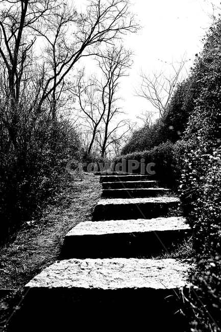 돌길,길,식물,자연,배경,풍경,자연,풍경,nature,landscape,흑백,모노톤,monochrome,black and white,path,통로