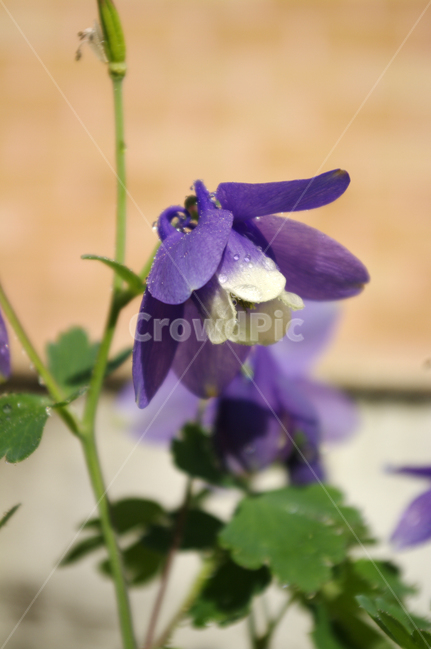 꽃,식물,flower,plant,매발톱꽃