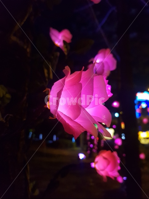 lighting,조명,led장미,ledlose,장미,감성,night,밤