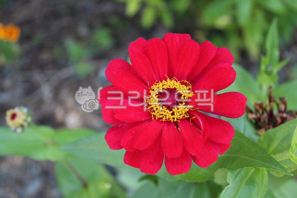 백일홍,여름꽃,가을꽃,식물,자연,계절,시즌,옥외,plants,nature,outdoors,petal,꽃잎,flower,꽃