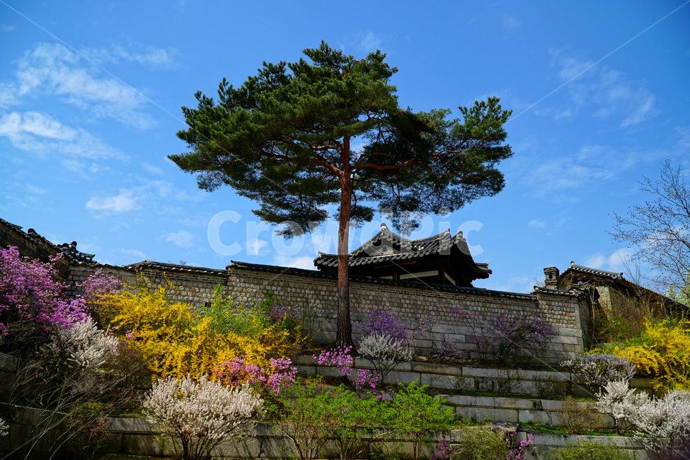 창경궁,벚꽃,벚꽃나무,하늘,봄,서울,한국,대한민국,korea,spring,changgyeonggungpalace,palace,changgyeonggung,seoul,cherryblossom,tree,자연,nature,식물,plants,한국적인,한국자연,한국풍경,경치,landscpae,4월,april,봄꽃,구름,sky,cloud,왕궁,궁전,궁궐,한옥,조선시대,조선왕조,역사,히스토리,문화,문화재,history,정원,건물,건축물,한국전통,전통,한국문화,한국문화재,culturalproperties,culturalassets,한국전통,한국문화,korean traditional,korean culture,식물,자연,plants,nature,나무,trees,wood,건축물,건물외관,exterior,building,structure,architecture,construction