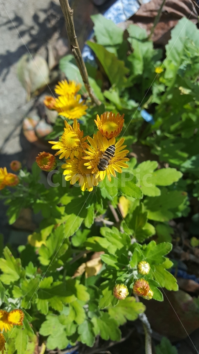 식물,국화,소국,꽃,벌,노랑,식물,자연,plants,nature,꽃,flower,동물,animal,곤충,벌레,insect,bug