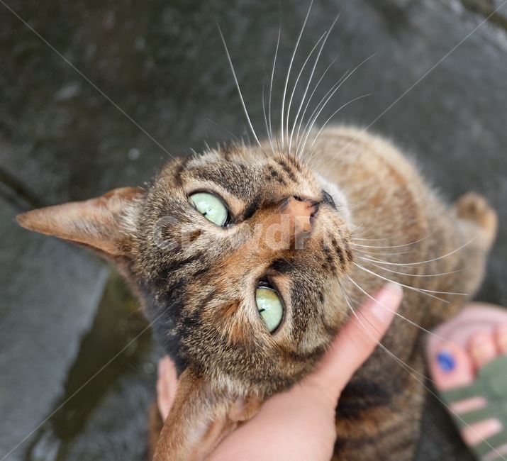 animal,동물,mammal,포유류,pet,애완동물,cat,고양이,고양이눈,고양이애교,길고양이