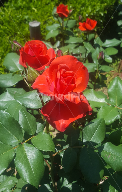꽃,blossom,장미,rose,flower,plant