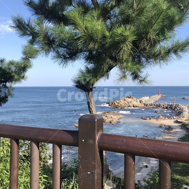 자연,해변가,물,바다,나무,산책