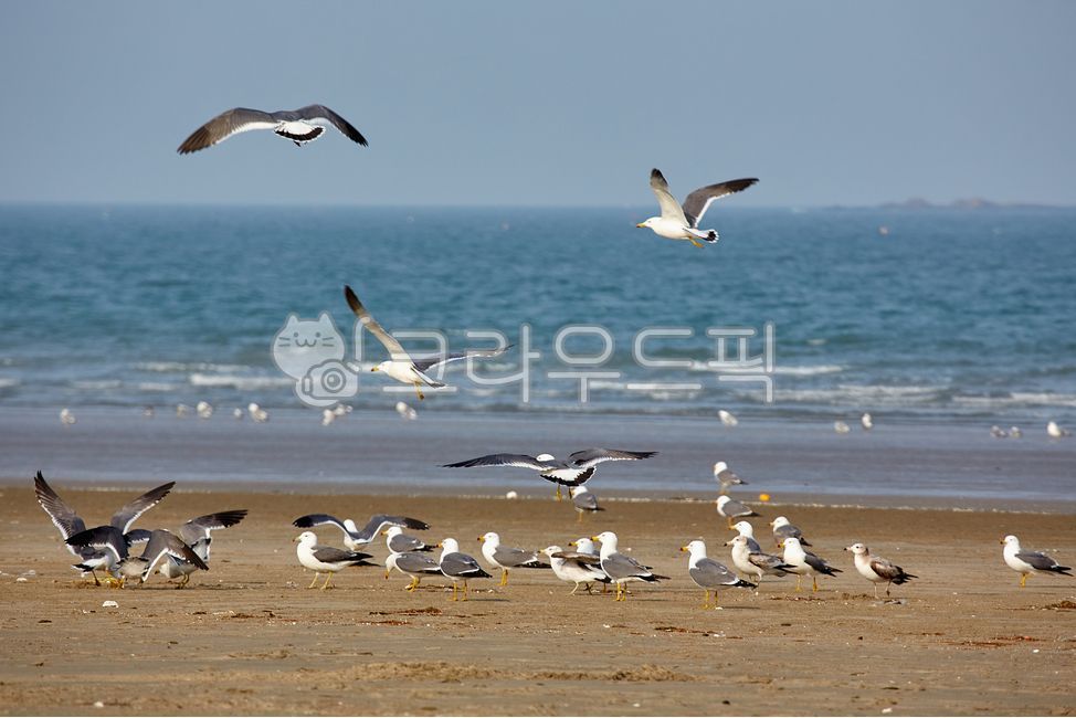 갈매기,해변,해수욕장,해안,조류,백사장,바다,물,파도,동물,seagulls,beaches,coasts,birds,whitesand,sea,water,waves,animals,animal,bird,새,flock,대군