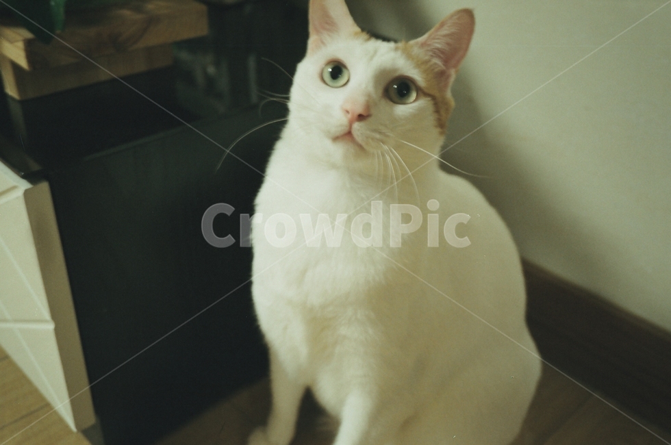 고양이,반려묘,반려동물,동물,포유류,cat,animal,실내,indoor,wood,나무,flooring,floor,바닥,mammal,pet,응시하는고양이