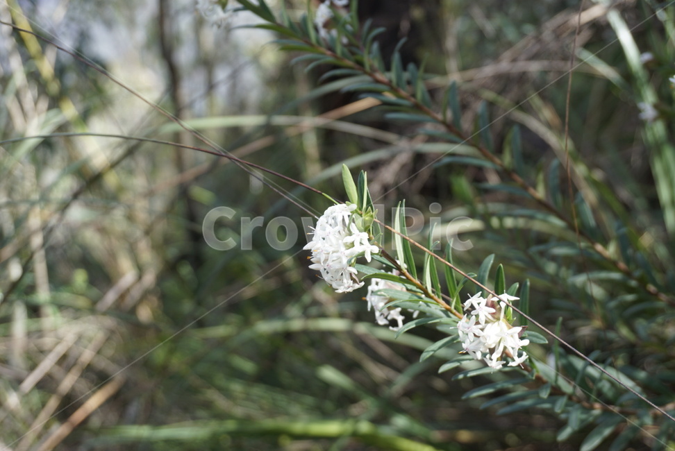꽃,봄,자연,식물,햇살,식물,자연,plants,nature,꽃,flower