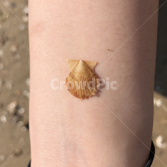 조개,조개껍질,shell,clam,해변
