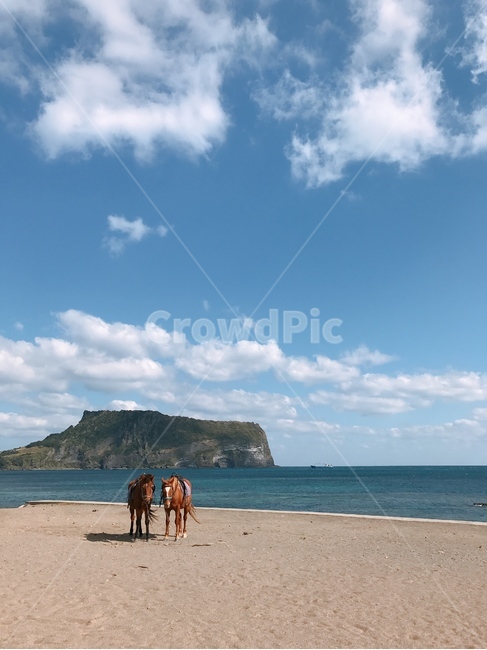 제주,성산일출봉,바다,평화,여행,풍경,자연,풍경,nature,landscape,한국자연풍경,한국자연경관,korea nature landscape,해변,바다,beach,sea,제주도,jeju,jeju island,동물,animal,포유류,mammal,outdoors,옥외,land,땅,shoreline,해안선,water,물,ocean,대양,promontory,곶,coast,연안