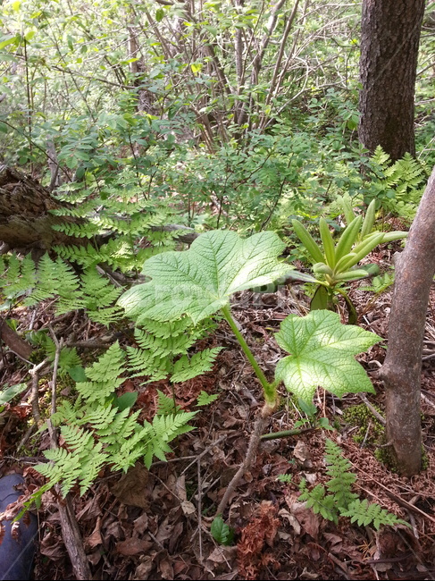 천삼,땃두릅,야생천삼,자연산천삼,약용식물,야생땃두릅,자연산닷두릅,식물,자연,plants,nature