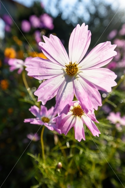 코스모스,가을,감성,꽃,풍경,가을,계절,fall,autumn,season,식물,자연,plants,nature,꽃,flower,휴식,힐링,rest,relaxation,healing,plant