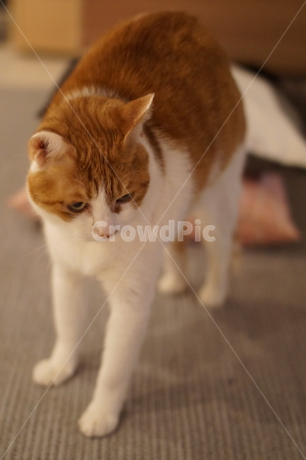 고양이,반려동물,cat,기지개,야행성,pet,집고양이,코숏,치즈냥,코리안숏헤어,저녁시간,koreanshorthair,동물,animal,포유류,mammal,고양이,cat,kitten,kitty