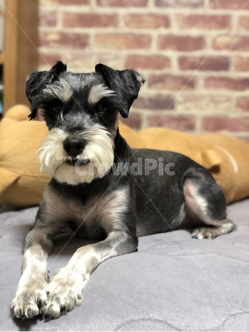 강아지,개,슈나우저,미니어처슈나우저,schnauzer,puppy,dog,miniatureschnauzer,동물,animal,포유류,mammal,개,강아지,dog,doggy