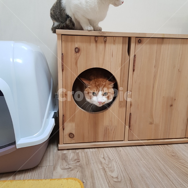 고양이,반려묘,냥이,뚱냥이,돼냥이,동물,animal,포유류,mammal,고양이,cat,kitten,kitty