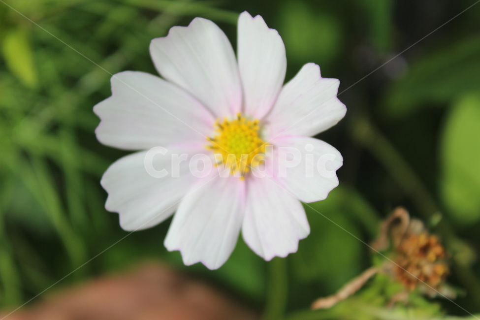 plant,식물,꽃잎,blossom,flower,코스모스,가을,계절,fall,autumn,season,식물,자연,plants,nature,꽃,flower,petal